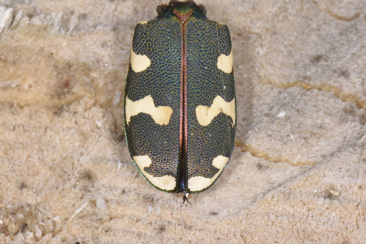 Ex Cicindela (prob. C. hybrida predata da Steatoda)